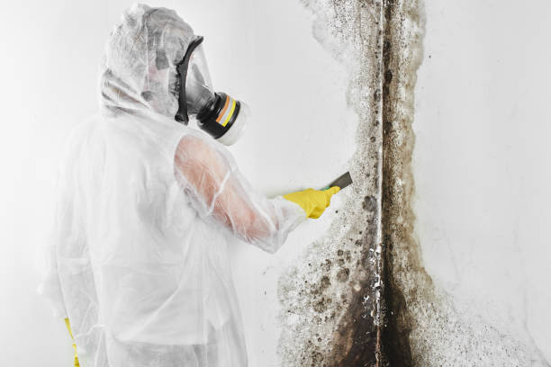 Best Commercial Mold Removal  in Galax, VA