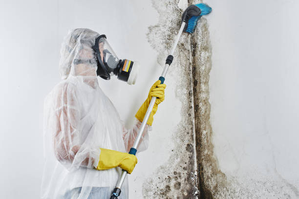 Best Residential Mold Removal  in Galax, VA