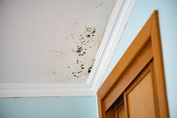 Best Attic Mold Removal  in Galax, VA