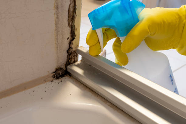 Best Mold Removal Company Near Me  in Galax, VA