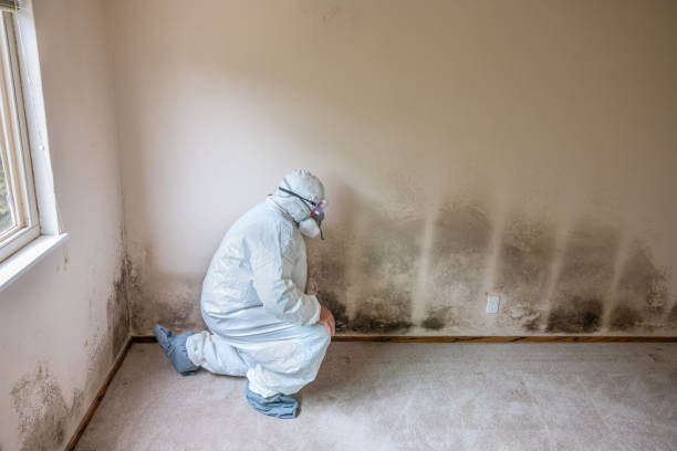 Mold Removal Process in Galax, VA