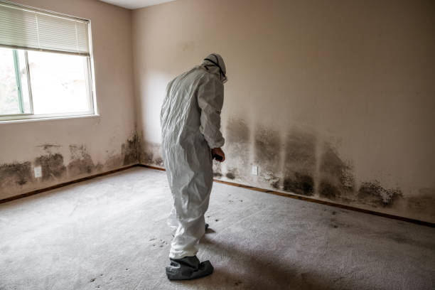 Best Black Mold Removal  in Galax, VA
