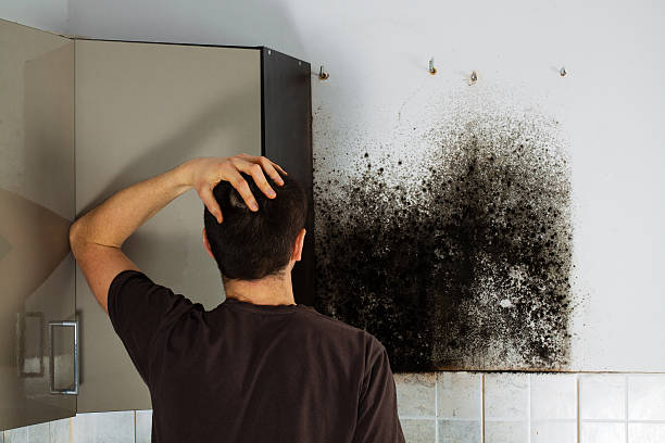 Certified Mold Removal in Galax, VA