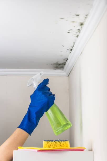 Professional Mold Removal in Galax, VA